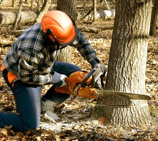 Tree Removal in Rochester, TX